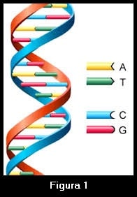 Figura 01. Estrutura do DNA