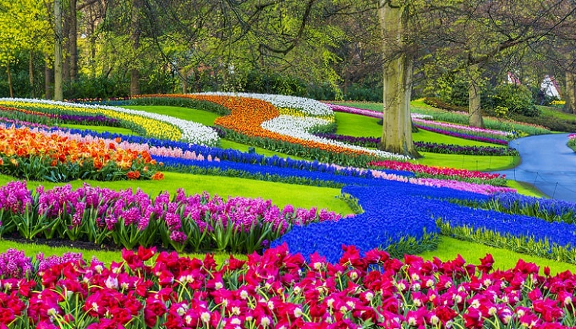 Keukenhof: maior jardim de flores do mundo. situado na Holanda do Sul (entre as cidades de Hillegom e Lisse).