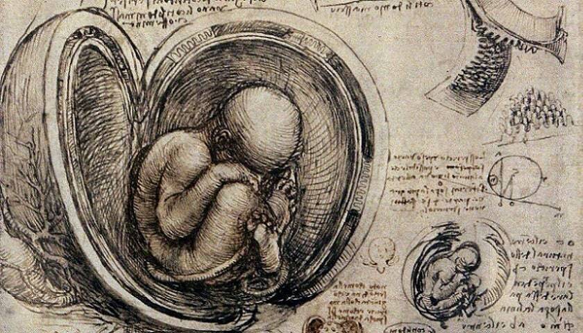 Esboço mostrando a anatomia de um Embrião dentro do útero, desenhado por Leonardo da Vinci (1452 - 1519).