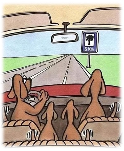 Vida de cão