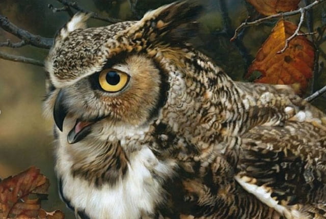 Recorte da obra: "In Focus – Great-Horned Owl" (2011), de Carl Brenders.